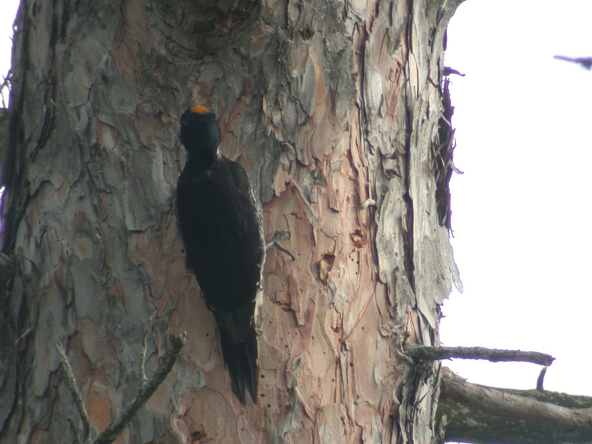 Black-backed Woodpecker - Eric Howe