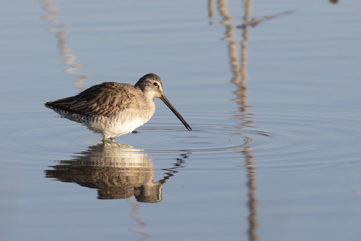 Long-billed Dowitcher - ML403683231