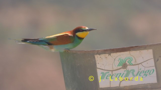 European Bee-eater - ML403683841