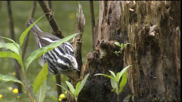 Black-and-white Warbler - ML403684