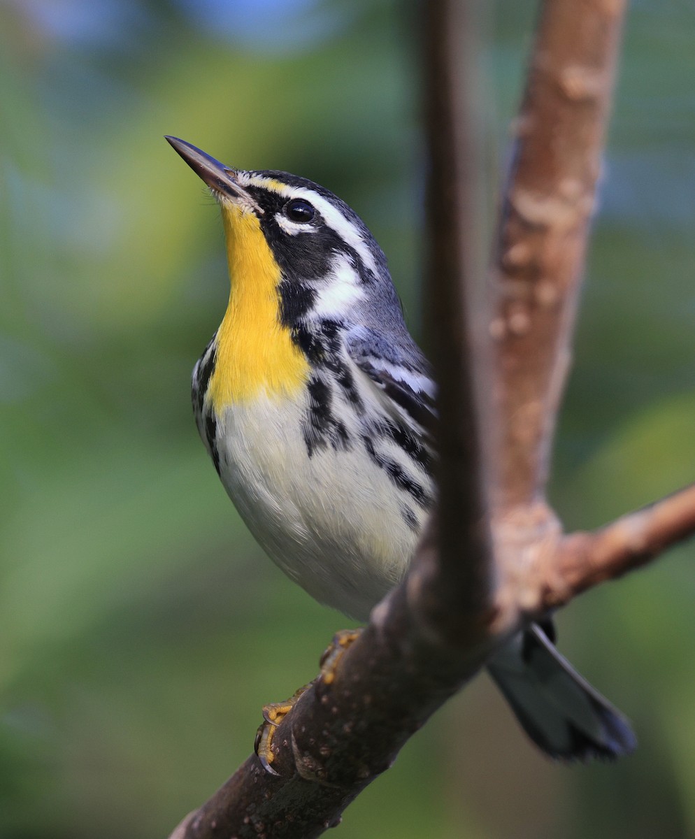 Yellow-throated Warbler - Richard Brewer