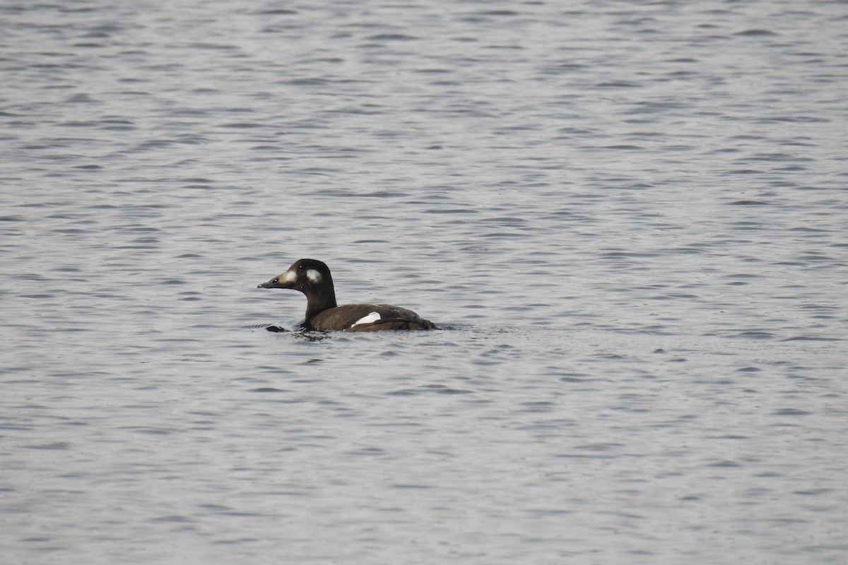 White-winged Scoter - Anonymous
