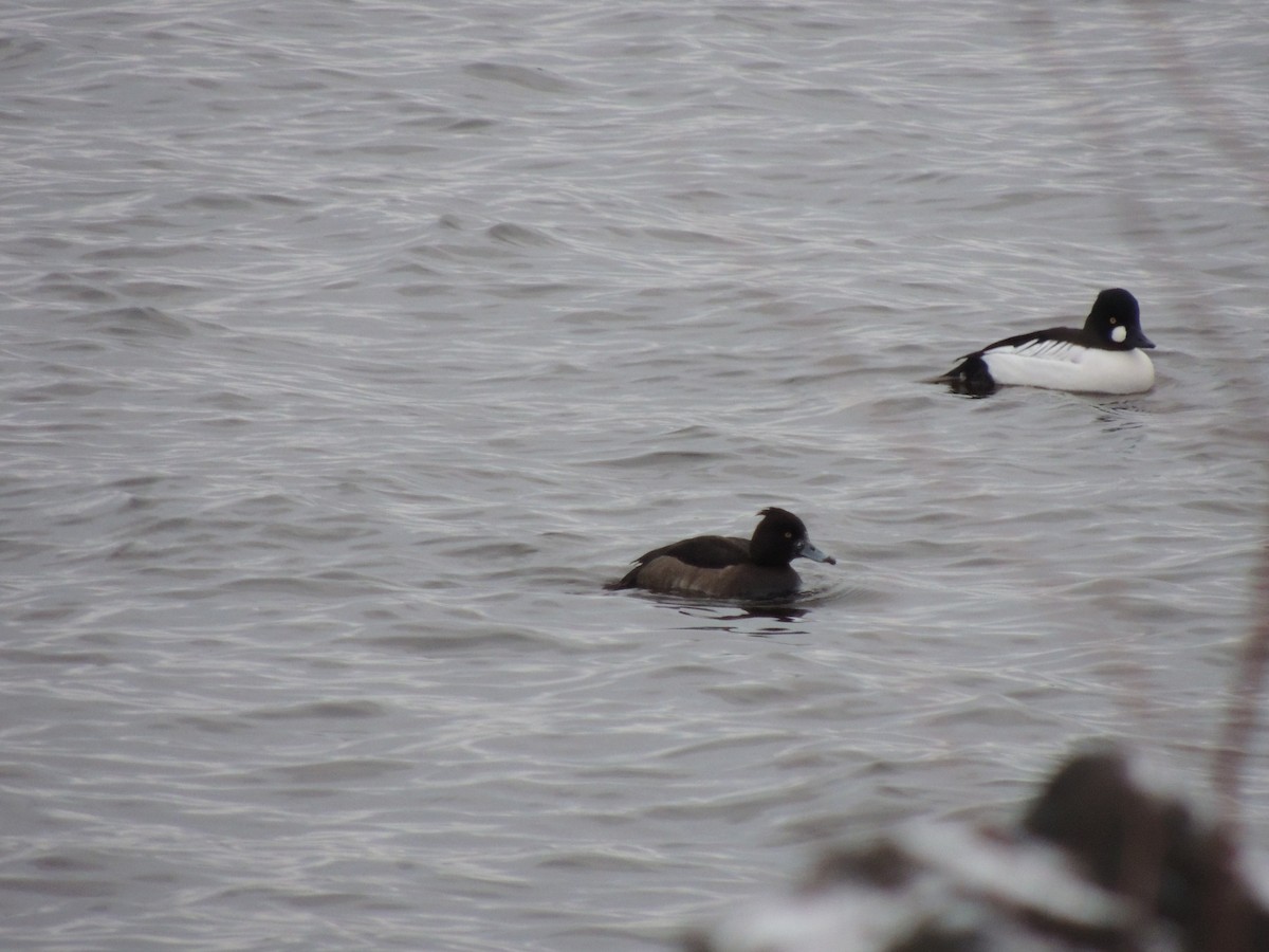 Tufted Duck - ML403700681