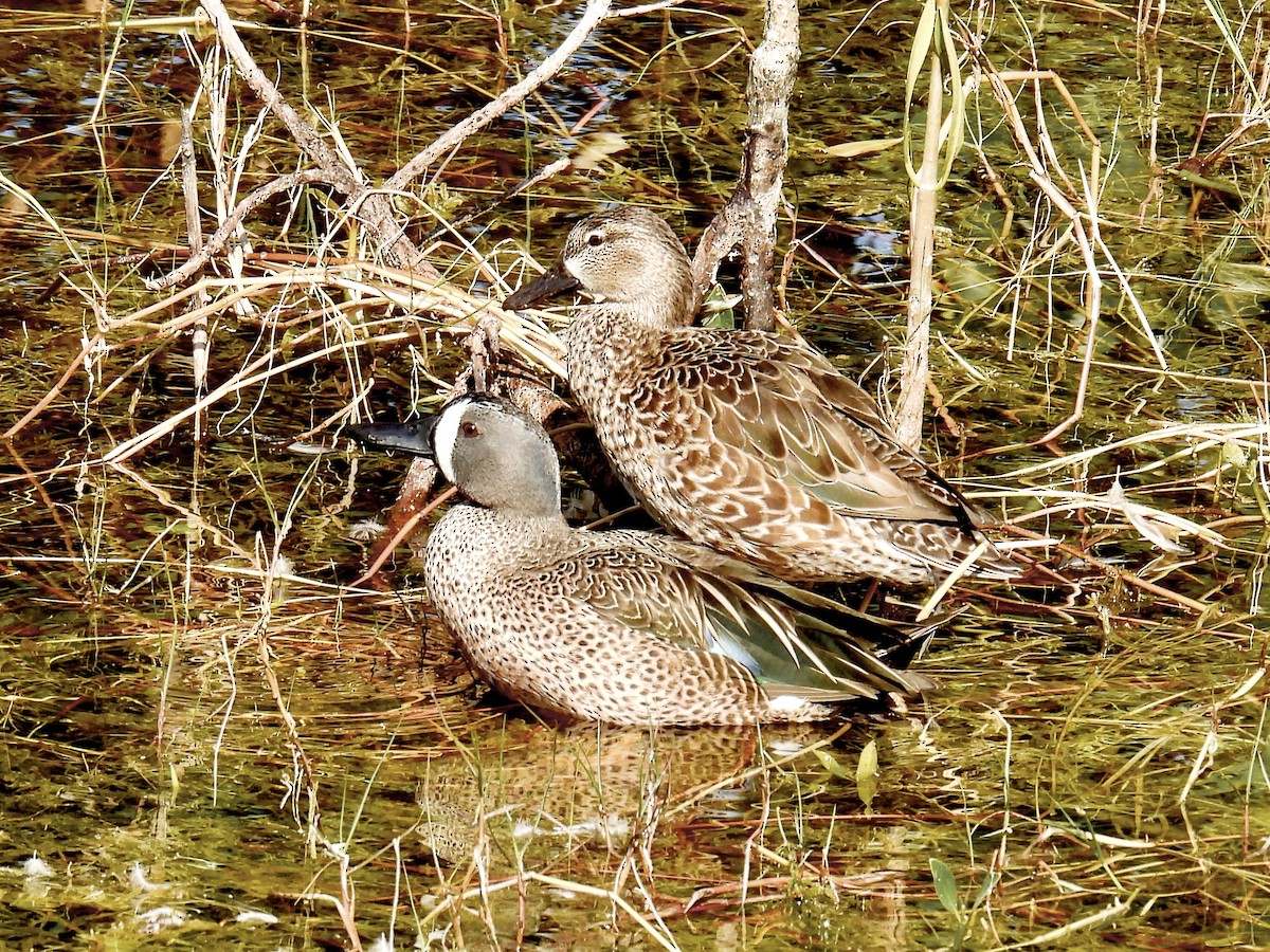 Blue-winged Teal - ML403708951