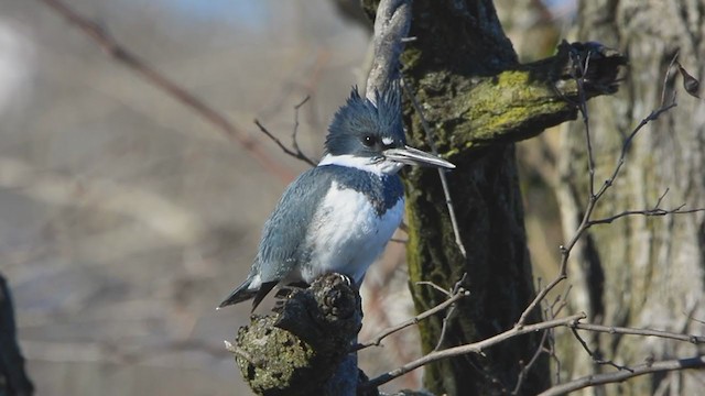 Belted Kingfisher - ML403710531