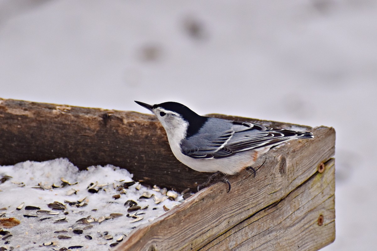 White-breasted Nuthatch - ML403711331