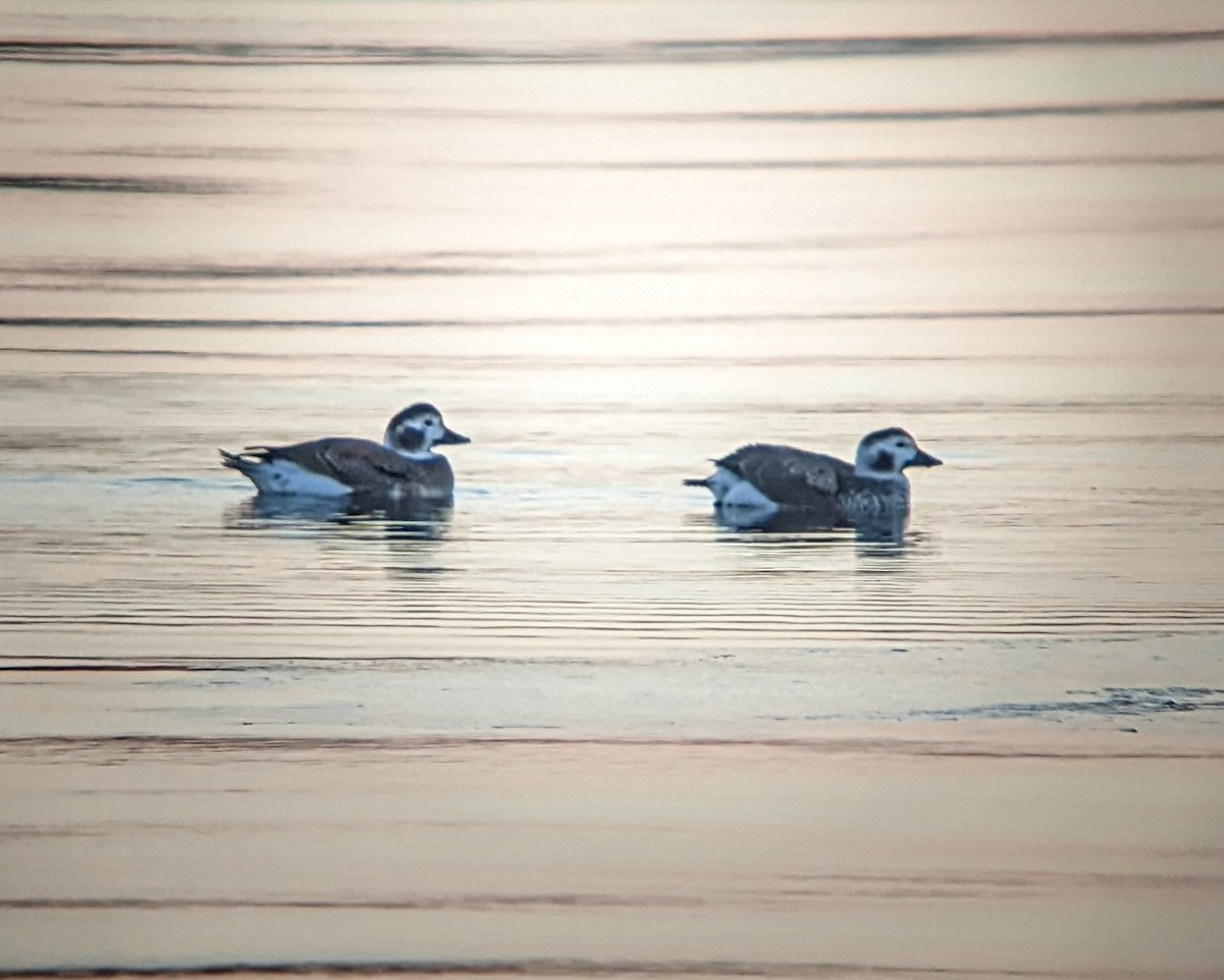Long-tailed Duck - ML403714201
