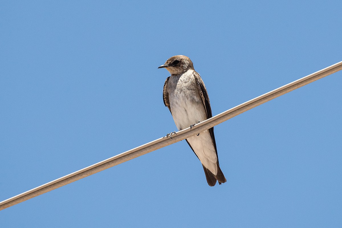 Northern Rough-winged Swallow - ML403723361