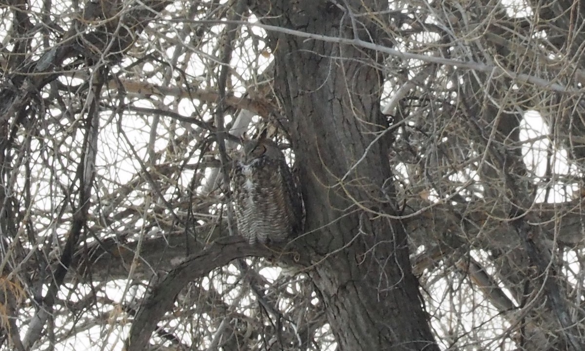 Great Horned Owl - ML403727121