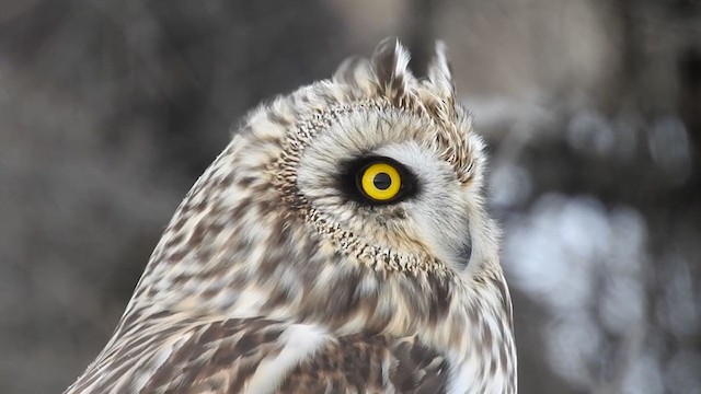 Short-eared Owl - ML403732591