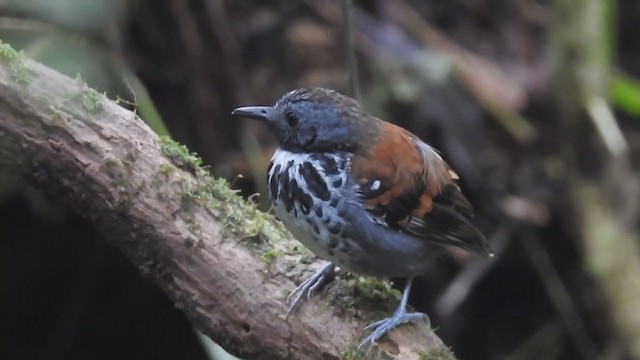 Spotted Antbird - ML403737921