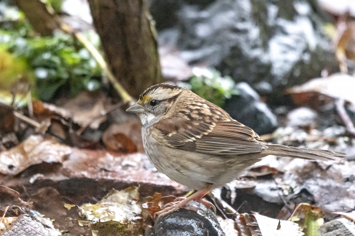 White-throated Sparrow - ML403738711
