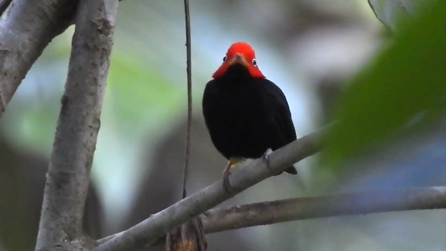 Red-capped Manakin - ML403739271