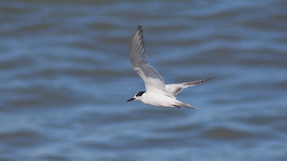 Common Tern - Robert Holland
