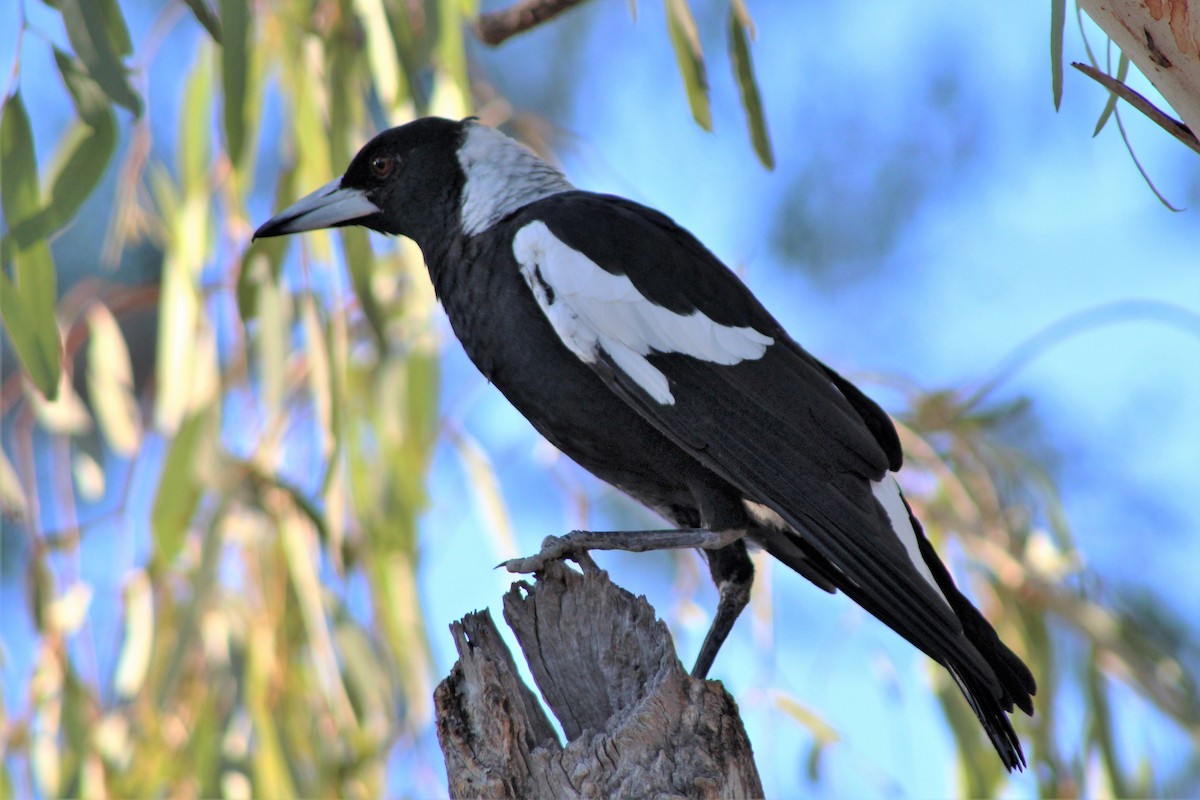 Australian Magpie (Black-backed) - ML403742211
