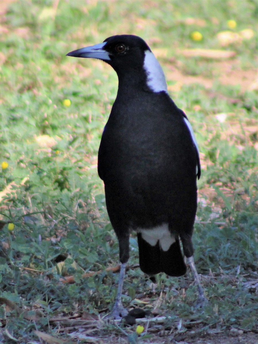 Australian Magpie (Black-backed) - ML403746161