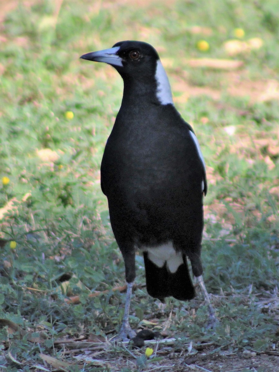 Australian Magpie (Black-backed) - ML403746201