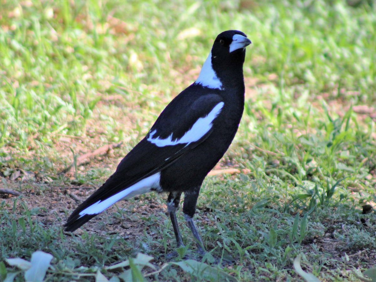 Australian Magpie (Black-backed) - ML403746361