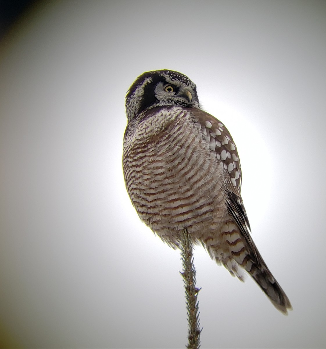 Northern Hawk Owl - ML403753521