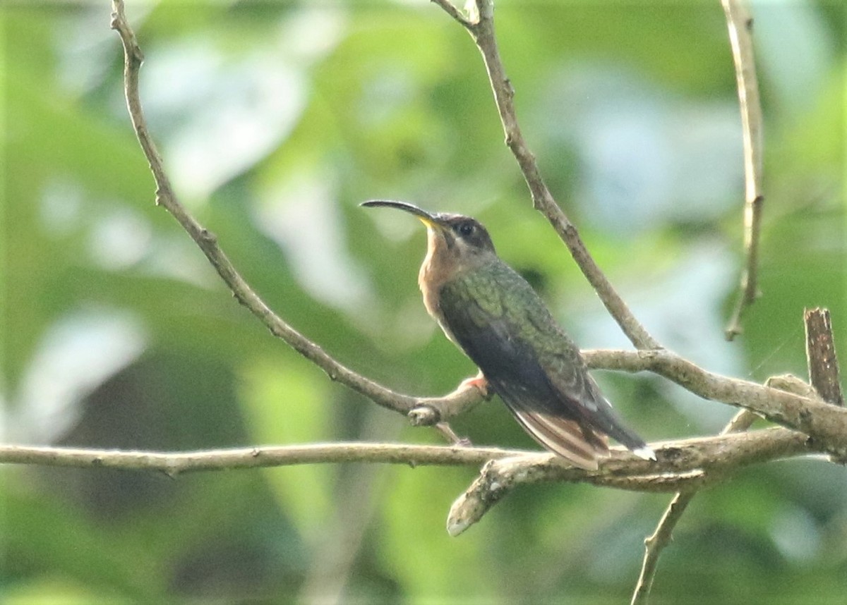 Rufous-breasted Hermit - ML403754361