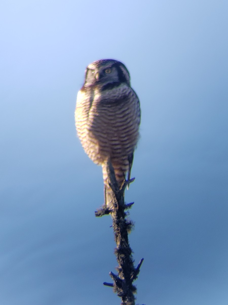 Northern Hawk Owl - ML403754551