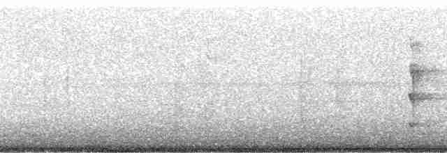 Pipromorphe à tête grise (superciliaris) - ML40376