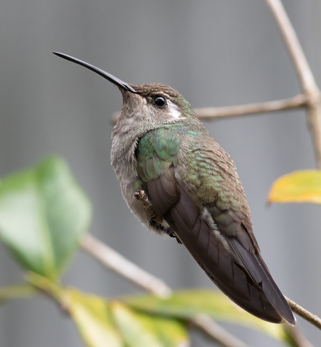 Blue-throated Mountain-gem - Andre Moncrieff