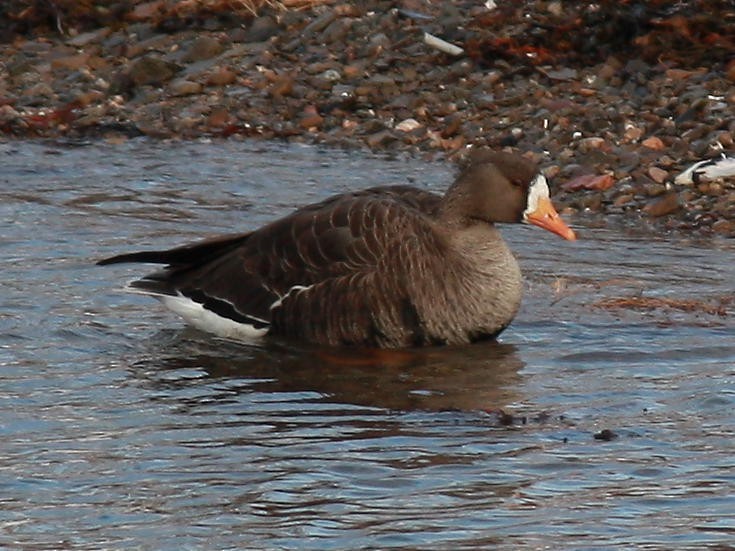 Greater White-fronted Goose - ML403766041