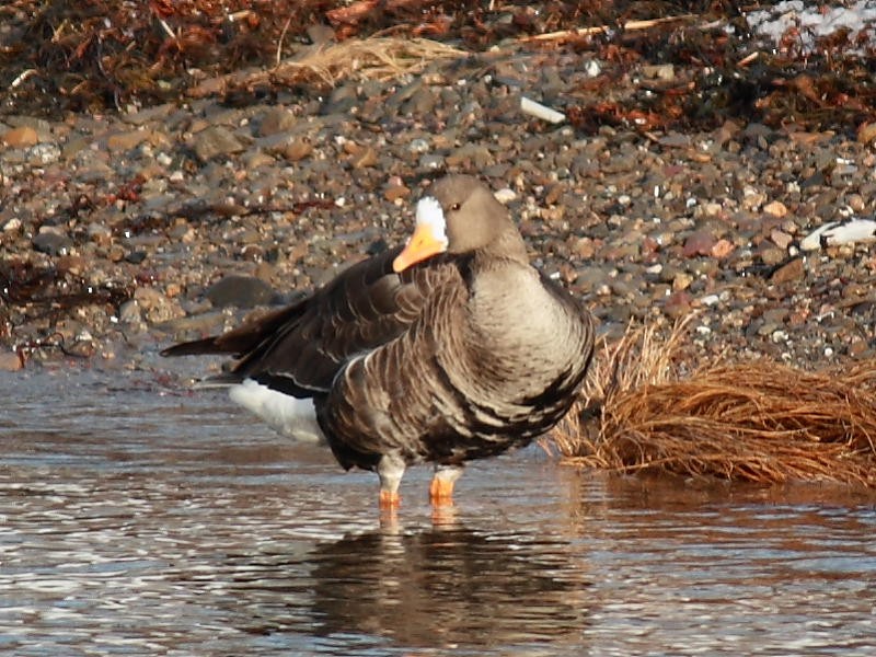 Greater White-fronted Goose - ML403766051