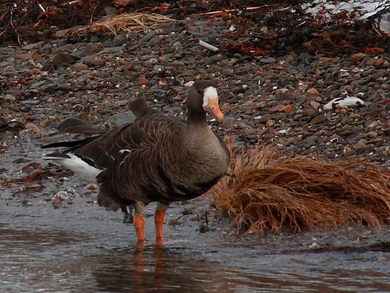 Greater White-fronted Goose - ML403766081