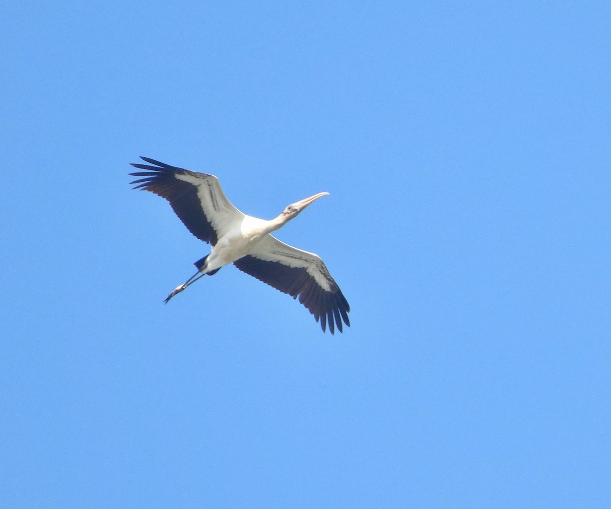 Wood Stork - Kalin Ocaña