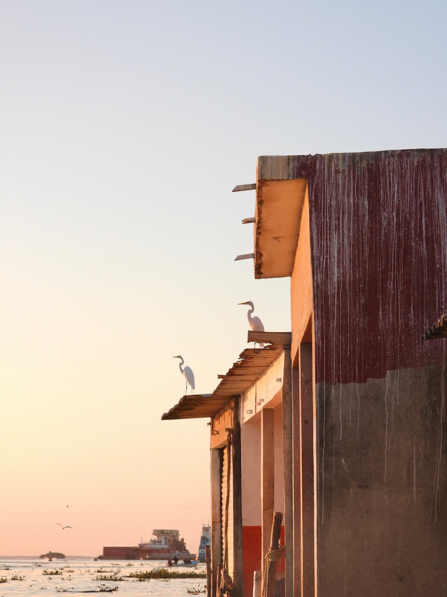 Great Egret (American) - Kalin Ocaña