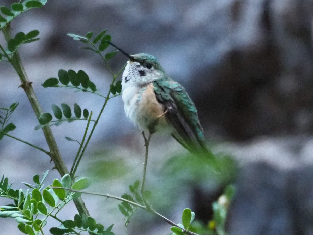Broad-tailed Hummingbird - ML403779521