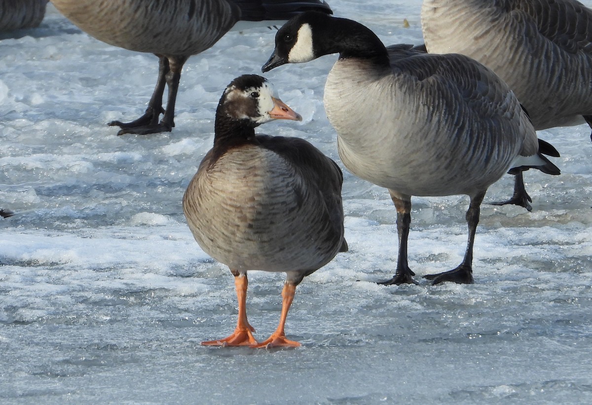 Greater White-fronted x Cackling Goose (hybrid) - Fawn Simonds