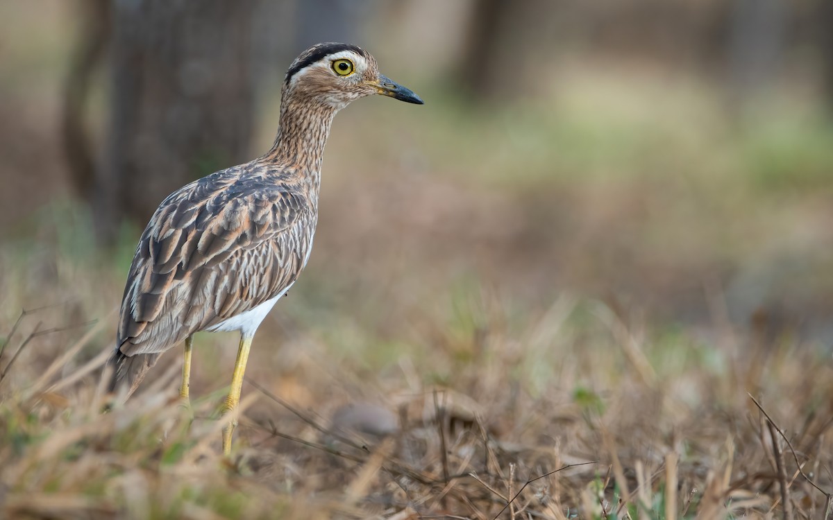 Double-striped Thick-knee - ML403783901