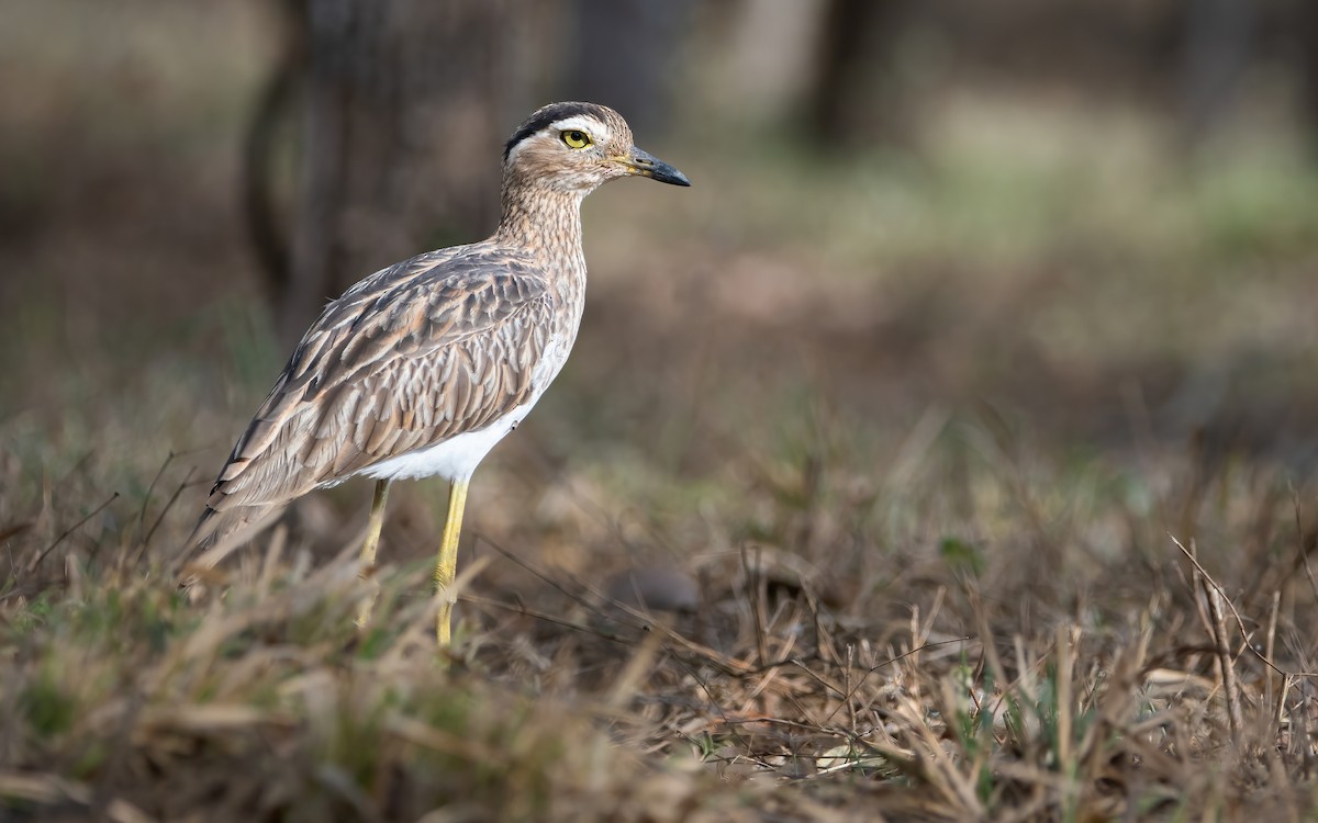 Double-striped Thick-knee - ML403783911