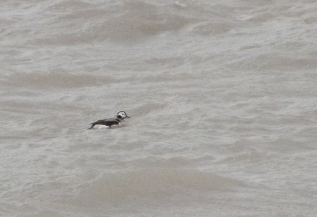 Long-tailed Duck - ML403783981