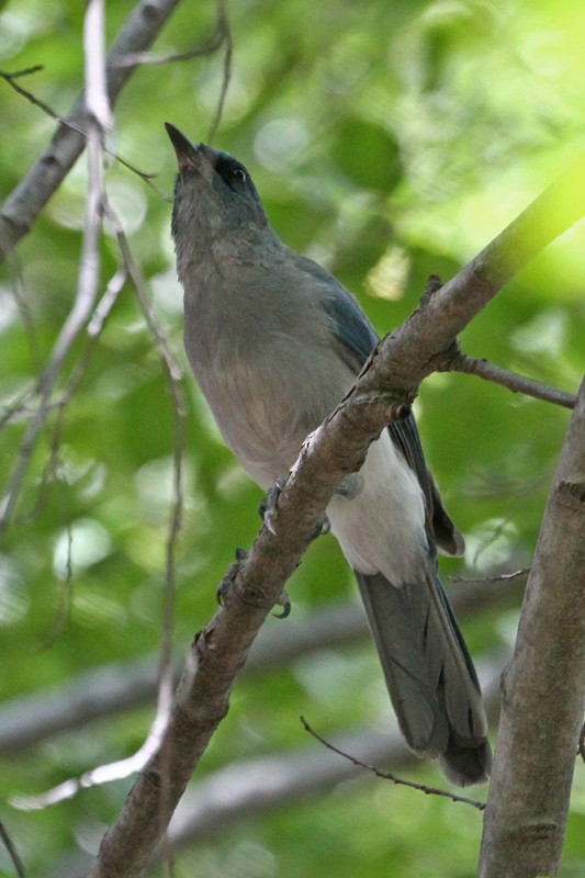 Mexican Jay - ML403786091