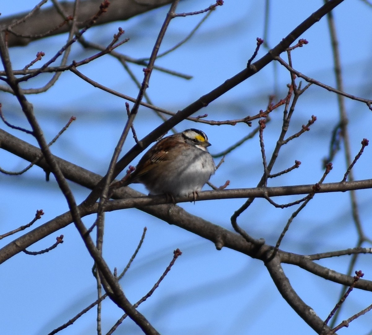 White-throated Sparrow - ML403791281