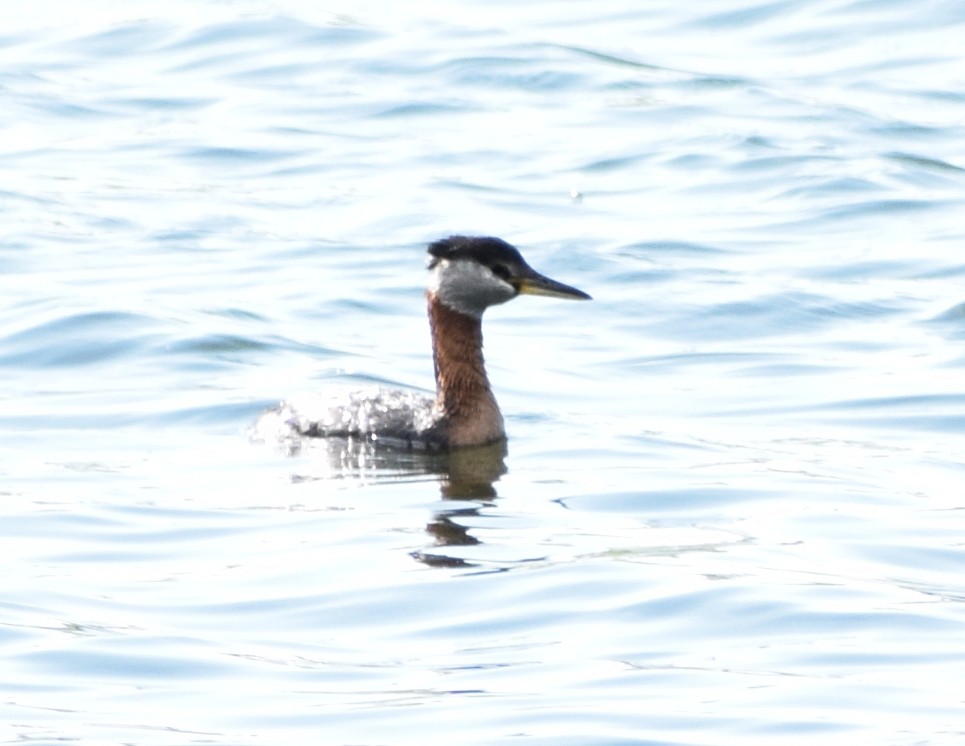 Red-necked Grebe - ML403796671
