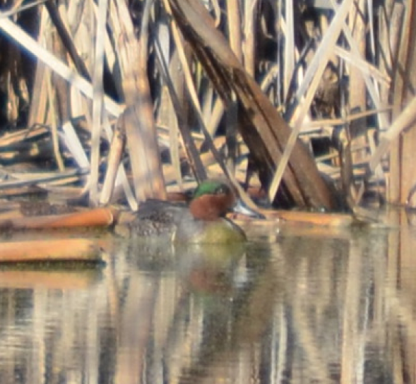 Green-winged Teal - Olivia Gallagher