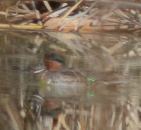 Green-winged Teal - ML40380391