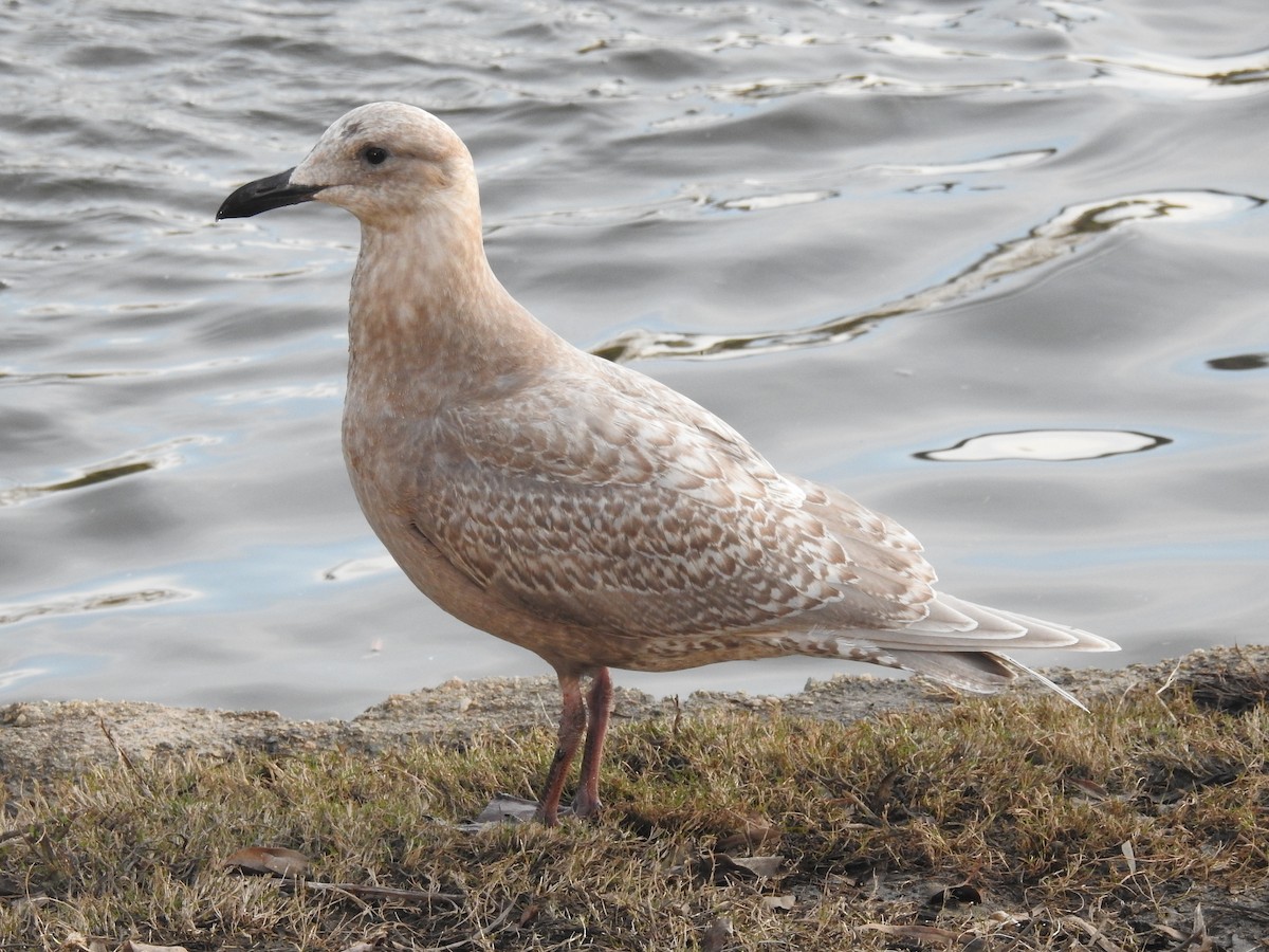 Glaucous-winged Gull - Layton Pace