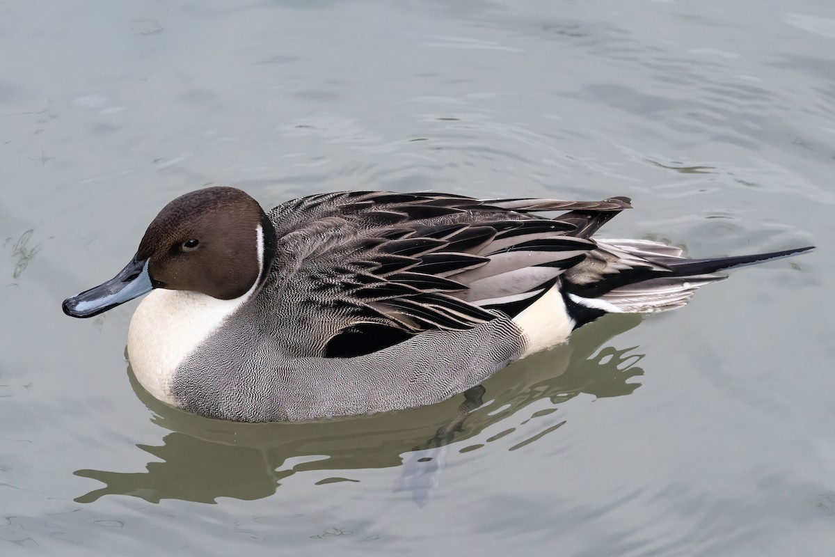 Northern Pintail - Cody Bassindale