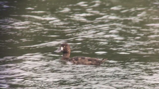 Greater Scaup - ML403811191