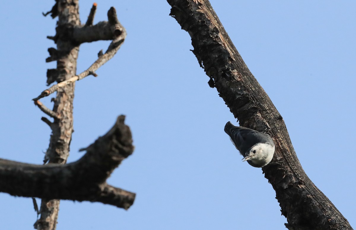 White-breasted Nuthatch - Chris McCreedy - no playbacks