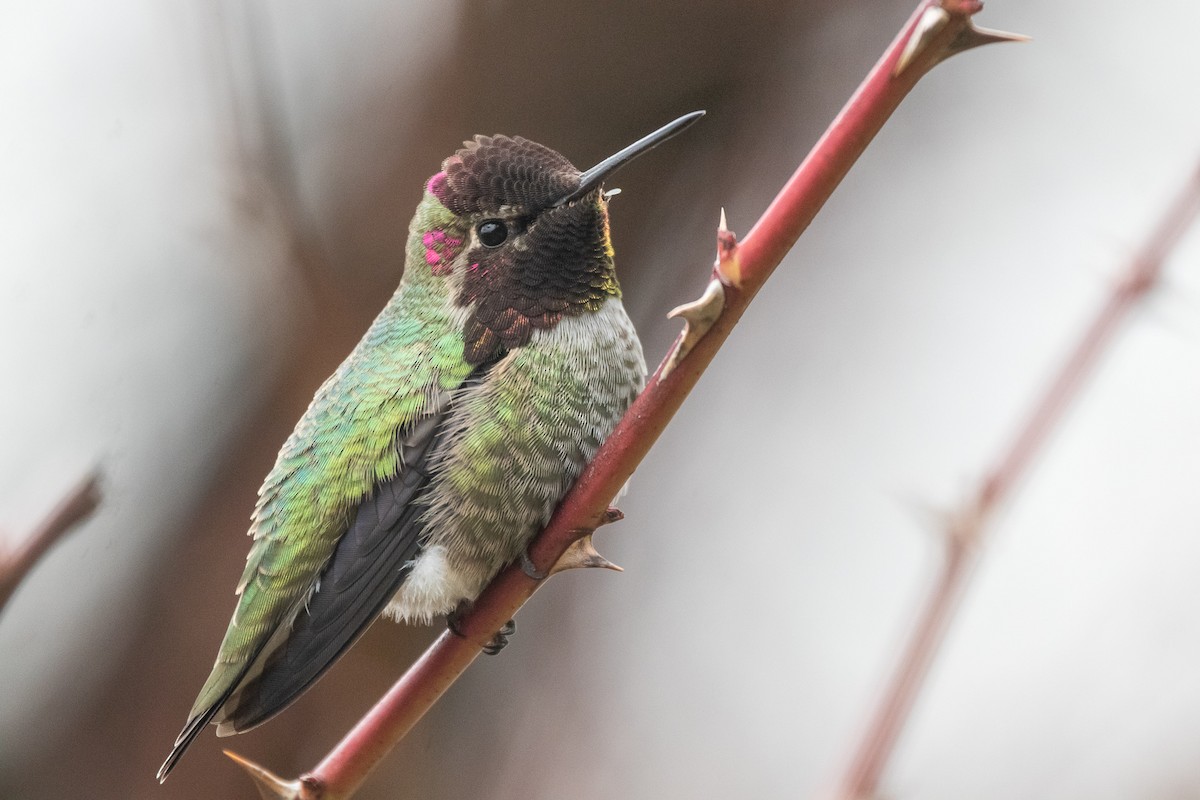 Anna's Hummingbird - ML403834441