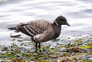 Brant, ML403835581