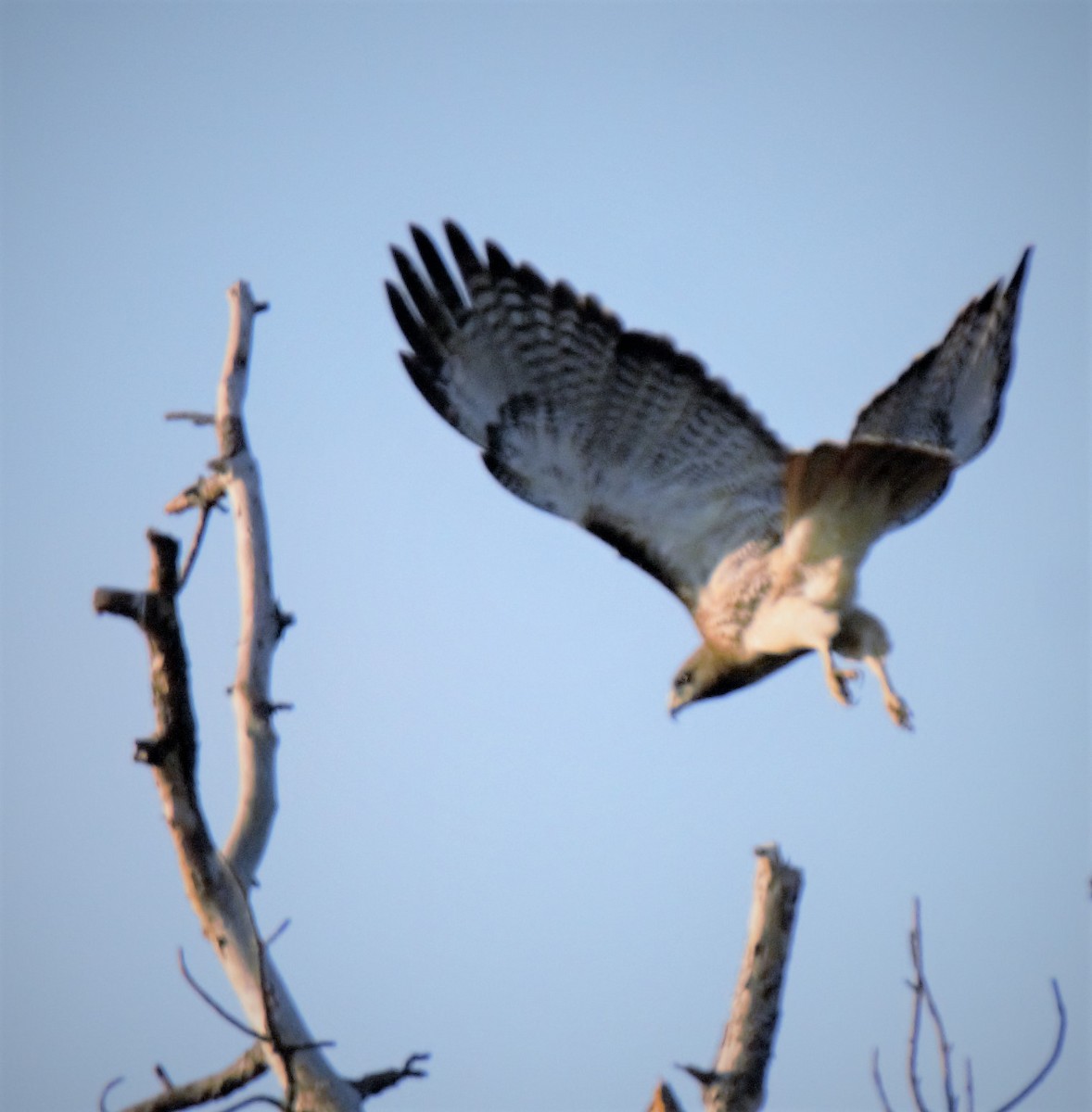 Red-tailed Hawk - Rich Eginton