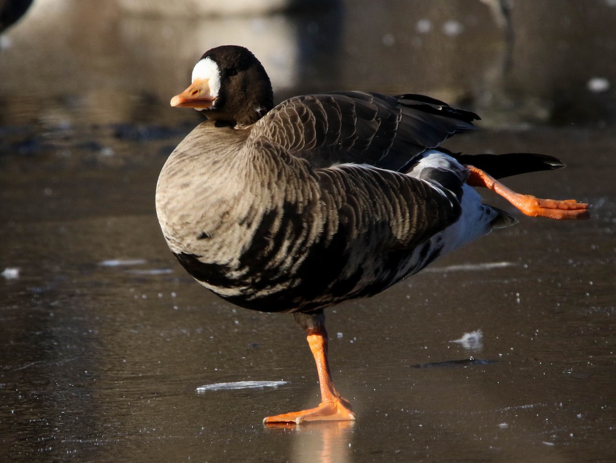 Greater White-fronted Goose (Greenland) - ML403842041
